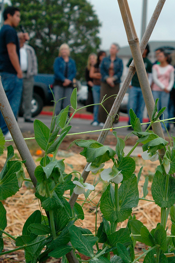 Pea-Trellis-Tall